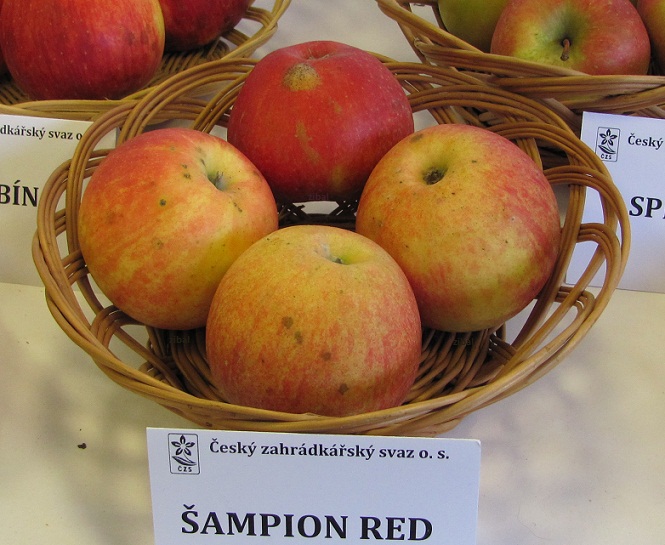 jabloň Šampion Red vyšší tvar