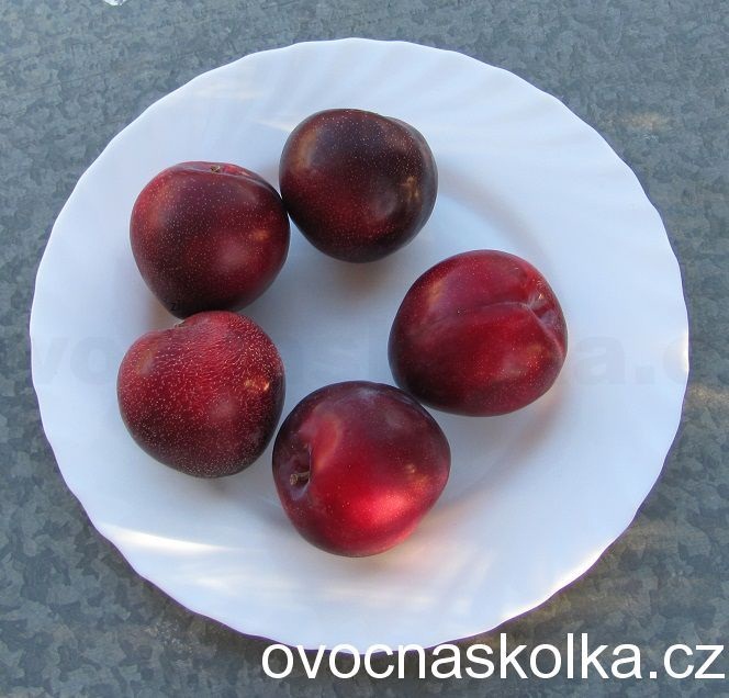 y japonská slivoň (bluma) Santa Rosa  