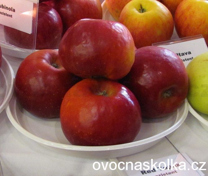 jabloň  Red Topaz vyšší tvar