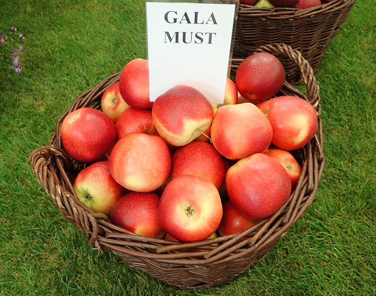 jabloň Gala Must
